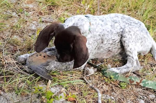 /Images/uploads/Southeast German Shorthaired Pointer Rescue/segspcalendarcontest2018/entries/8778thumb.jpg